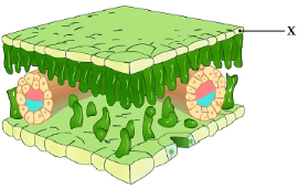 mt-os-biology-2-09